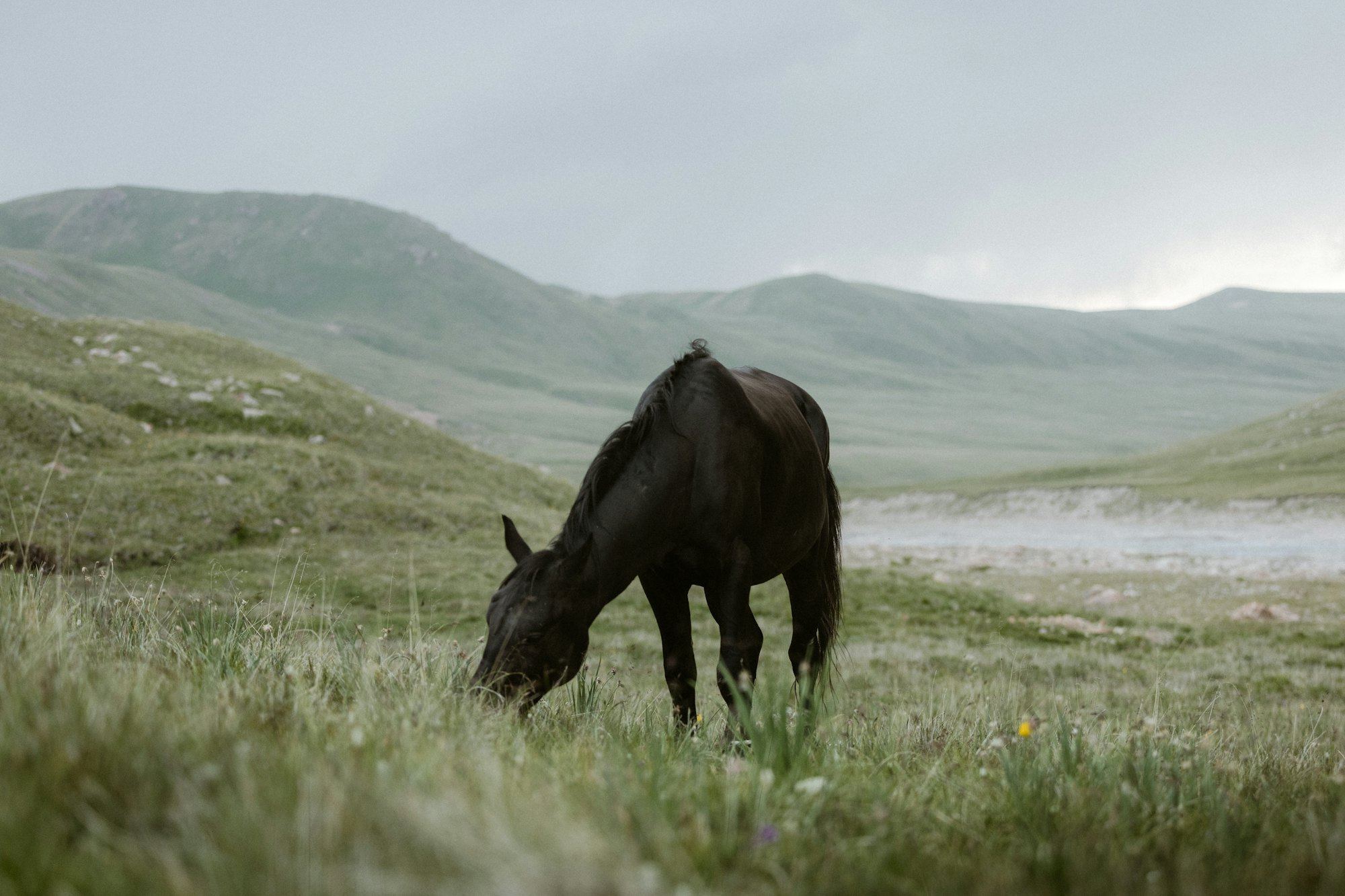 A black horse grazing in a green mountain meadow