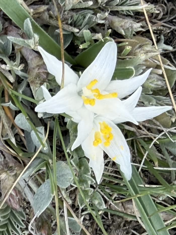 White wildflower with yellow centers