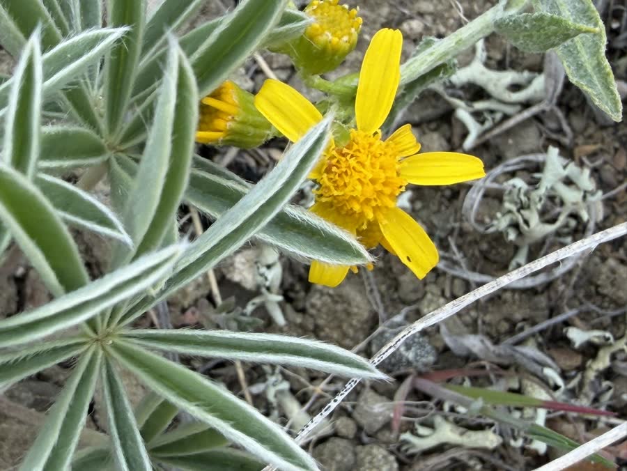 Bright yellow wildflower