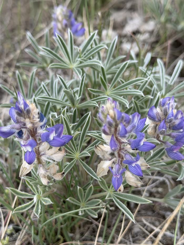 Purple lupine with silvery leaves